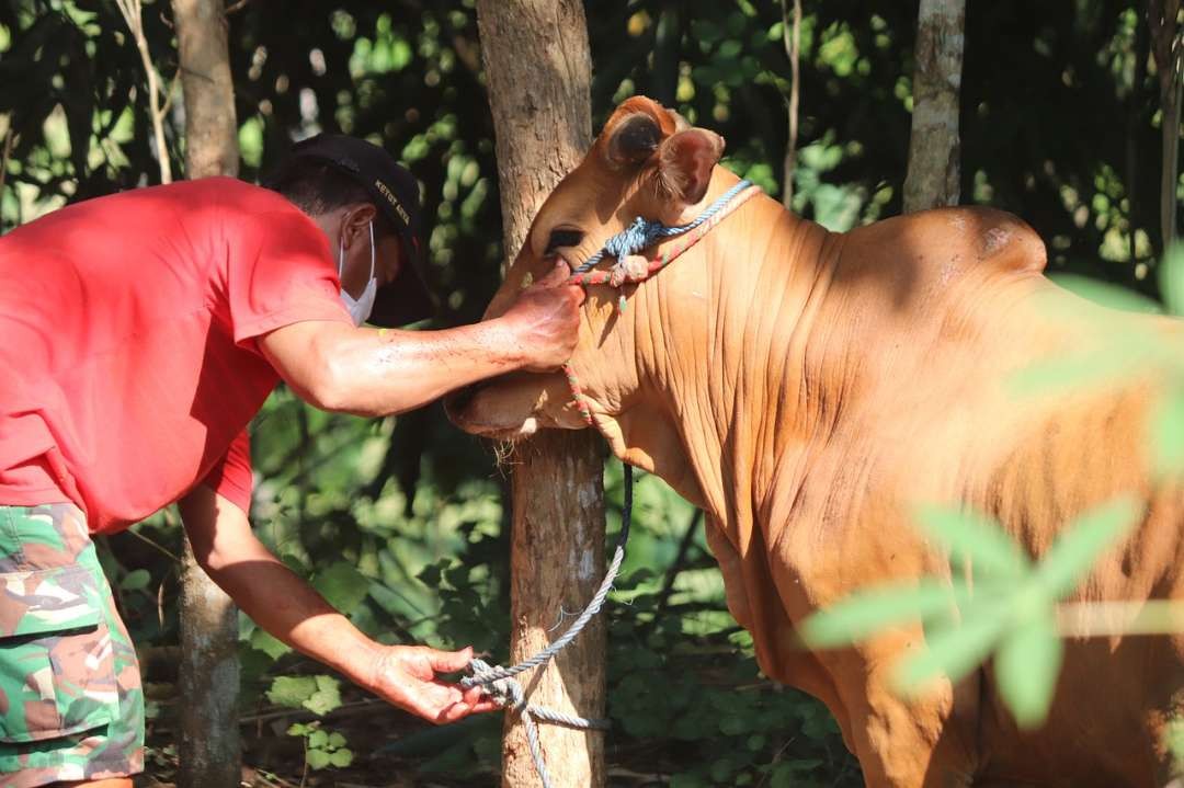 Ilustrasi hewan sapi dan antisipasi Pemkot Surabaya terhadap virus LSD. (Foto: Pixabay)