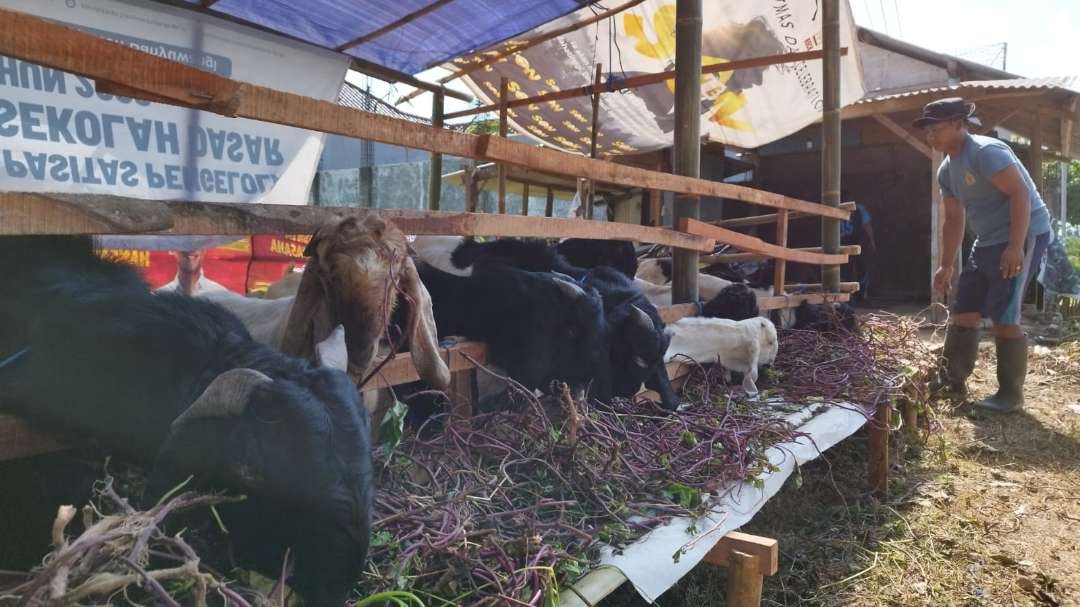 Seorang pedagang hewan kurban musiman sedang memberi makan kambing yang dijualnya. (Foto: Muh. Hujaini/Ngopibareng.id)