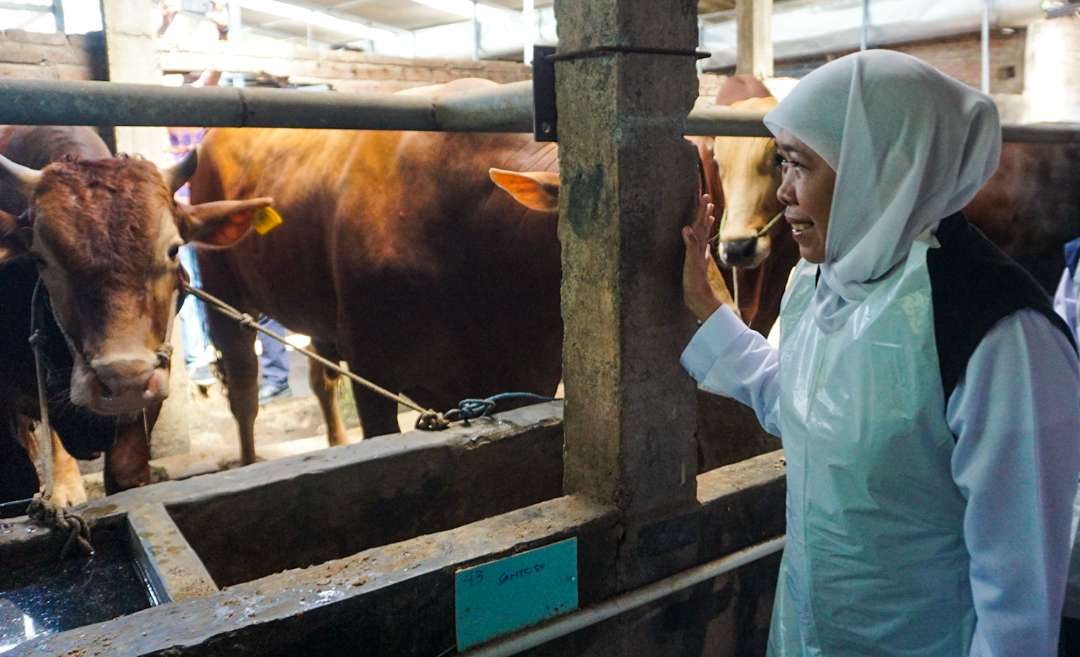 Gubernur Khofifah saat mengecek hewan kurban di peternakan Sidoarjo. (Foto: Aini Arifin/Ngopibareng.id)