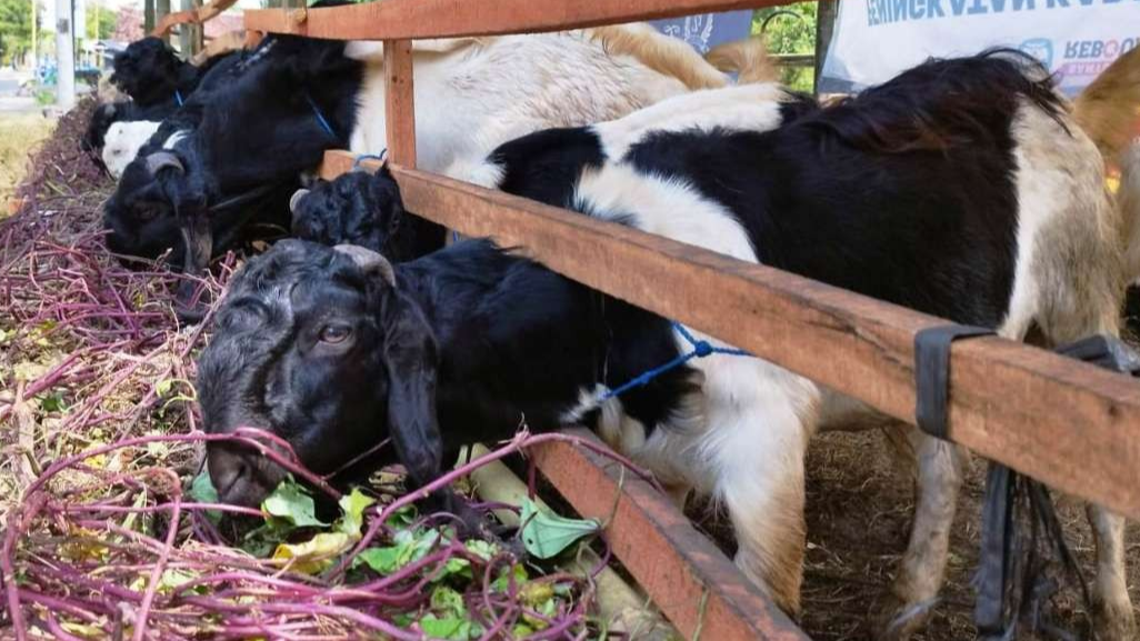 Hewan kurban akan diperiksa kondisi kesehatannya oleh Dinas Pertanian dan Pangan. (Foto: Muh Hujaini/Ngopibareng.id)