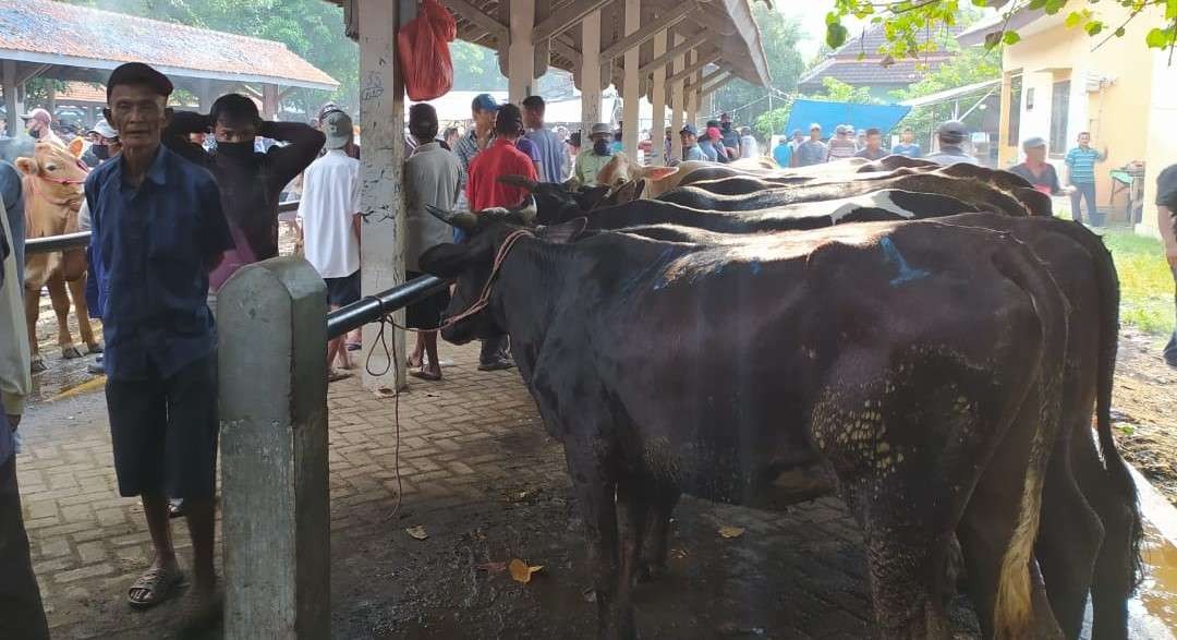 Pasar Hewan Wonoasih, Kota Probolinggo dijejali sapi, yang harganya naik sekitar Rp1-1,5 juta per ekor. (Foto: Ikhsan Mahmudi/Ngopibareng.id)