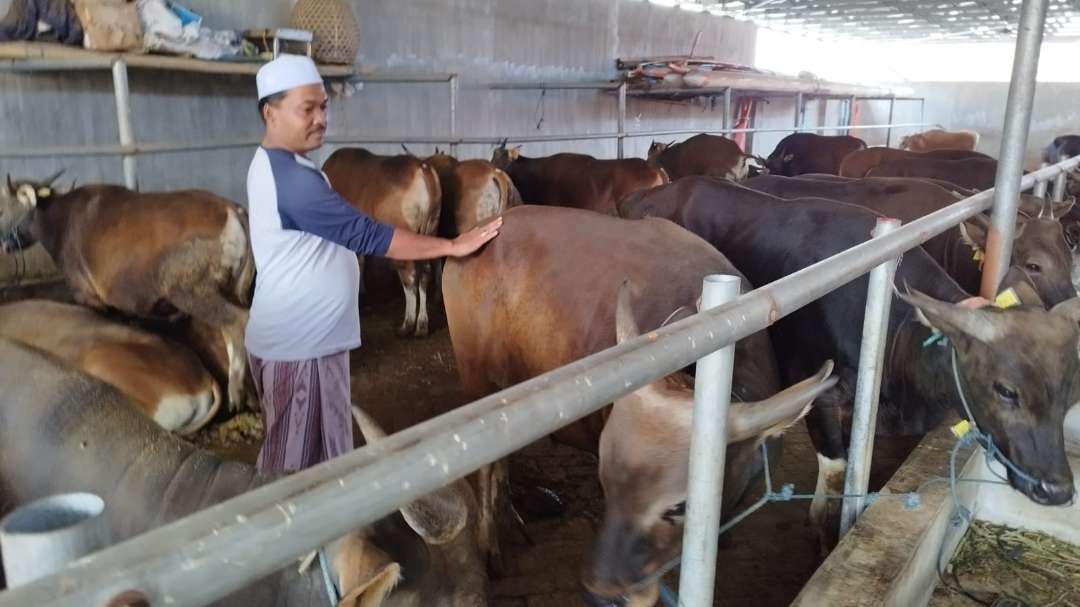 Agus Supriyadi sedang melihat sapi-sapi yang akan dikirim ke Jakarta. (Foto: Muh Hujaini/Ngopibareng.id)