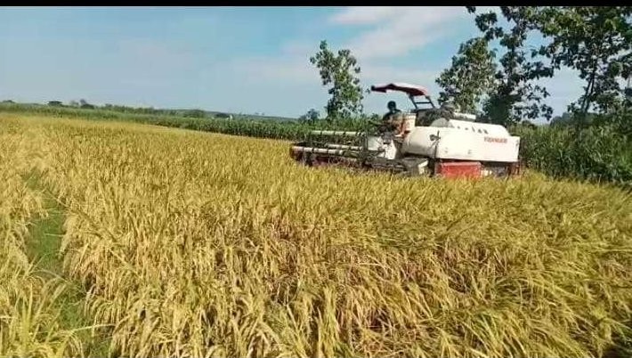 Petani di Desa/Kecamatan Sambeng, Kabupaten Lamongan, tengah memanen dengan alat pemotong padi. (Foto: dok. Rais, petani Desa Sambeng)