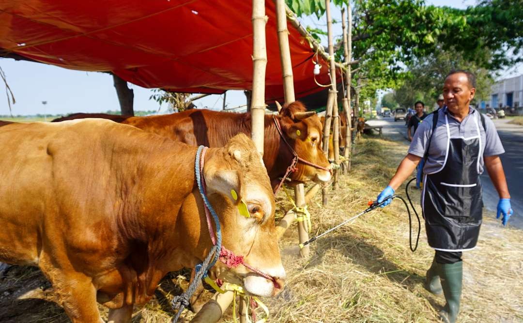 Sapi disemprot desinfektan saat sidak Dinas Pangan dan Pertanian Sidoarjo (Foto : Aini/Ngopibareng.id)