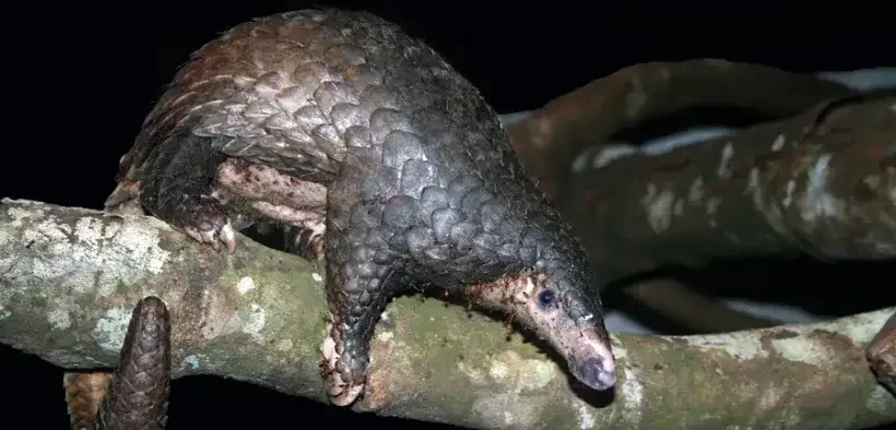 Trenggiling (manis javanika) hewan pemakan serangga.(Foto:  dok. bbksdajatim)