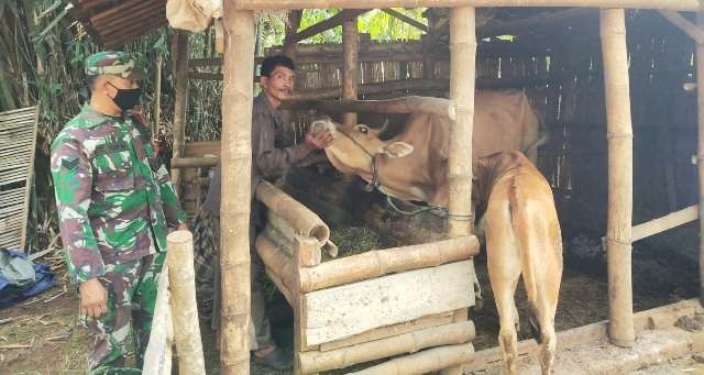 Babinsa Koramil 0829/04 Burneh saat melaksanakan pengecekan kandang dan ternak milik warga. (Foto: dok. kodim 0829 Bangkalan)