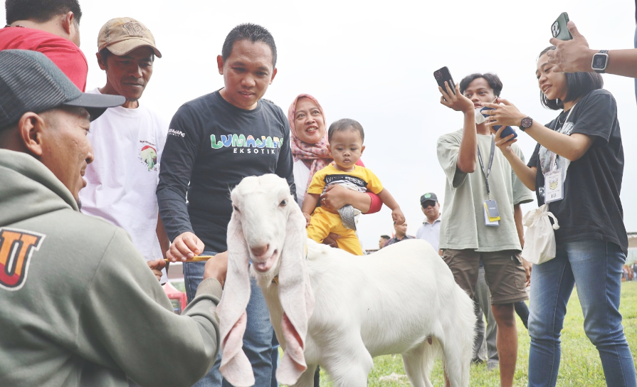 Bupati Lumajang Thoriqul Haq dalam Kontes Kambing Etawa Ras Senduro Tahun 2023. (Foto: Kominfo Lumajang)