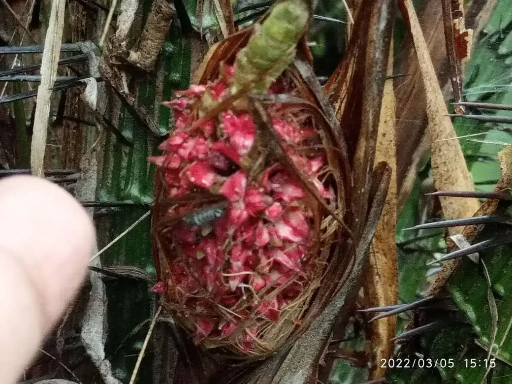 Bakall buah. Salak Wedi yang masih berbentuk bunga di salah satu perkampungan Desa Wedi, Kecamatan Kapas, Kabupaten Bojonegoro. (Foto: Sujatmiko/Ngopibareng.id)