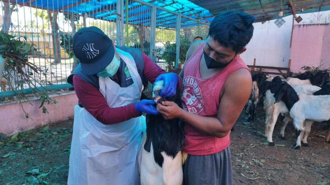 Petugas Dinas Pertanian dan Pangan Banyuwangi melakukan pemeriksaan pada kambing kurban yang dijual di salah satu lapak (Foto: Muh Hujaini/Ngopibareng.id)