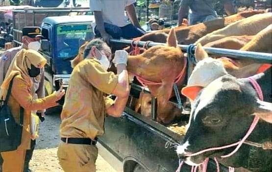 Petugas medis Disnakkan Bondowoso disebar memeriksa kesehatan hewan kurban menjelang Idul Adha 1444 Hijriyah yang tinggal empat hari lagi.(Foto: Guidon Saphan/Ngopibareng.id).