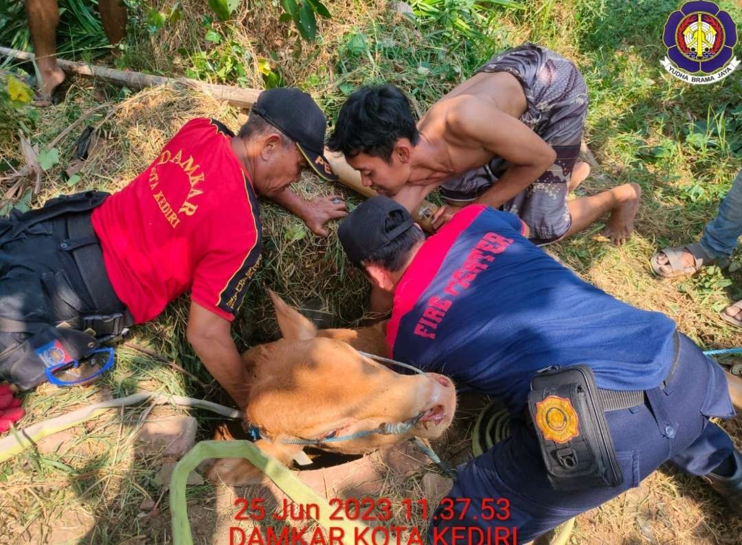 Petugas Damkar Kota Kediri saat lakukan evakuasi sapi terperosok di septictank milik warga. (Foto: Istimewa)