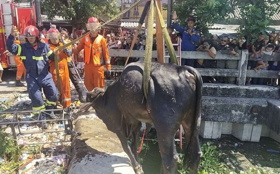 Sapi di Surabaya berontak dan melompat ke sebuah bozem di Tambak Asri. (Foto: Istimewa)