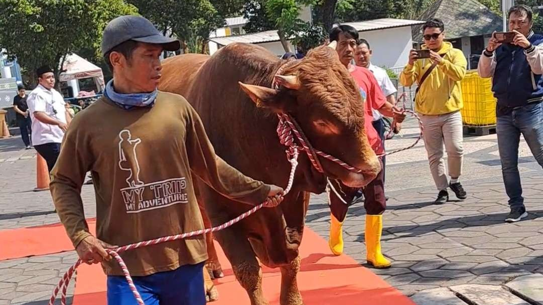 Sapi Presiden Jokowi disambut dengan karpet merah di Masjid Al-Akbar Surabaya, Rabu 27 Juni 2023. (Foto: Pita Sari/Ngopibareng.id)