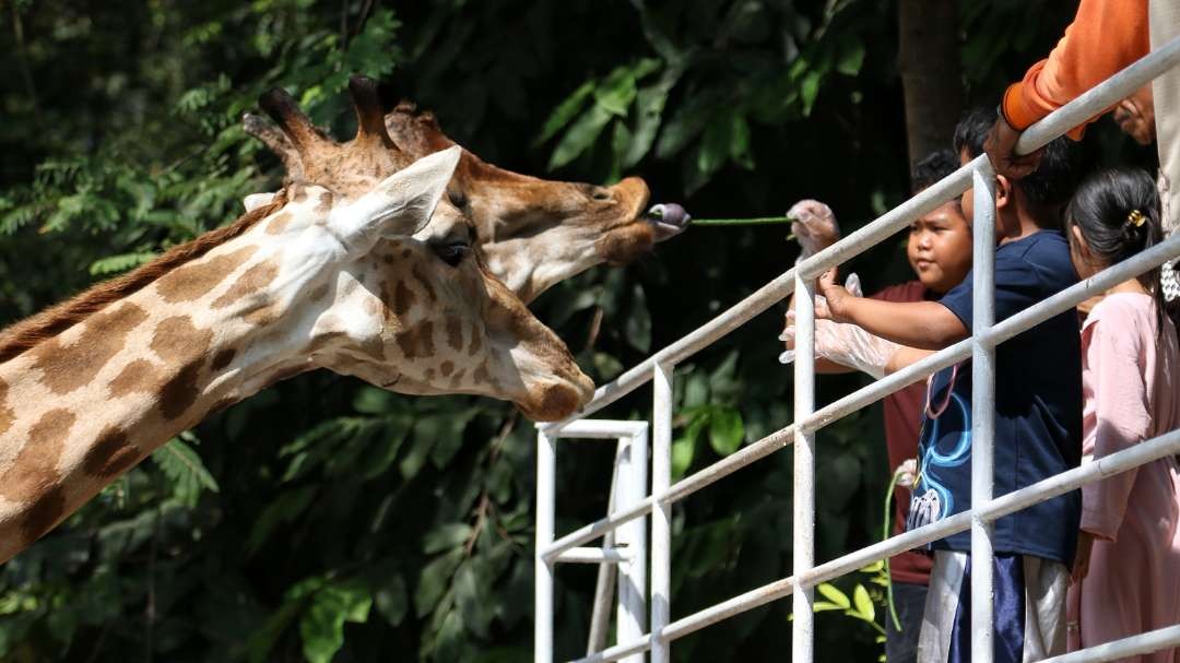 Sejumlah anak-anak memanfaatkan waktu kunjungan dengan memberi makan jerapah di Kebun Binatang, Surabaya, Minggu 2 Juli 2023. (Foto: Fariz Yarbo/Ngopibareng.id)