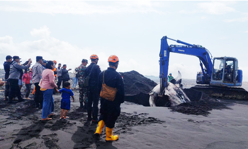 Bangkai hiu tutul terdampar di Pantai selatan Desa Selok Anyar Kecamatan Pasirian, Kabupaten Lumajang, Senin, 3 Juli 2023 pukul 15.00 WIB. (Foto: Kominfo Lumajang)