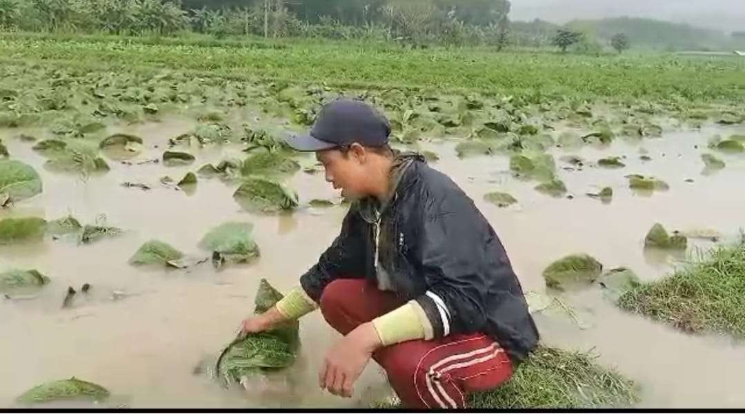 Petani tembakau Jember saat meratapi nasib melihat tanaman tembakau miliknya terendam air (Foto: Dok HKTI Jember)