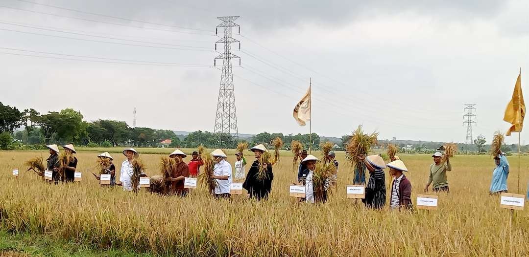 Menteri Koperasi dan UKM RI bersama SPI dan Forkopimda Tuban panen padi bersama di Desa Senori, Merakurak (Foto: Khoirul Huda/Ngopibareng.i)