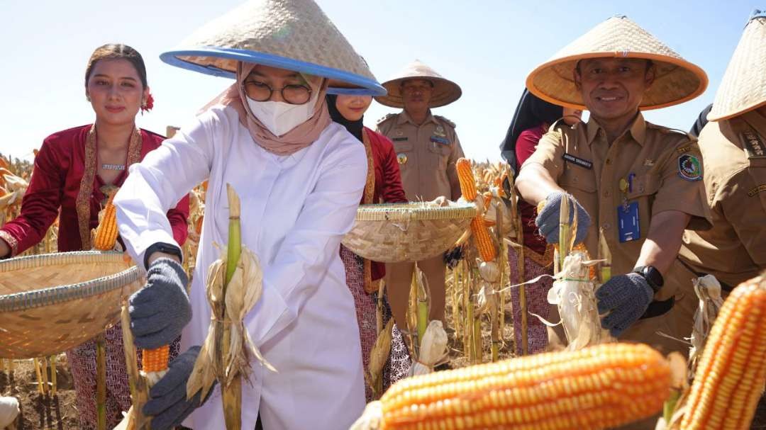 Bupati Banyuwangi Ipuk Fiestiandani panen jagung di Desa Alasrejo, Kecamatan Wongsorejo, Banyuwangi, Jawa Timur. (Foto: Humas Pemkab Banyuwangi)