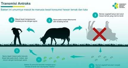 Sosialisasi tentang pencegahan penyakit antraks. (Ilustrasi: kemkes RI)