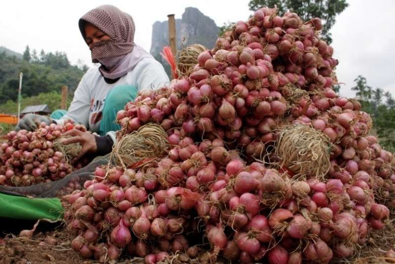 Ilustrasi. Petani bawang merah di Jawa Timur. (Foto: dok. Kominfo Jatim)