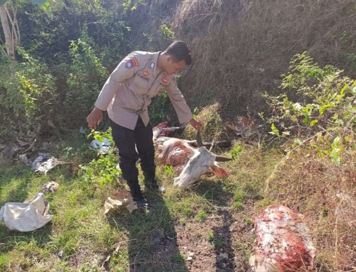 Petugas dari Polsek Merakurak saat melakukan olah TKP di lokasi penemuan potongan organ sapi betina (dok. Polres Tuban)