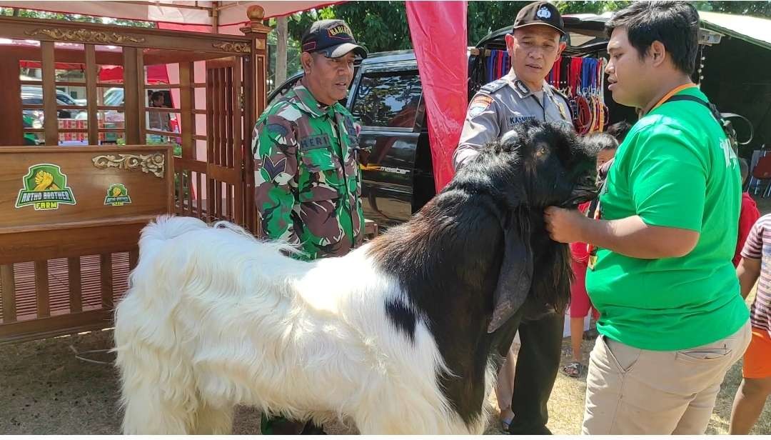 Kambing etawa Kaligesing bernama Jolo Sutro di Kediri. (Foto: Fendi Lesmana/ngopinya bareng.id)