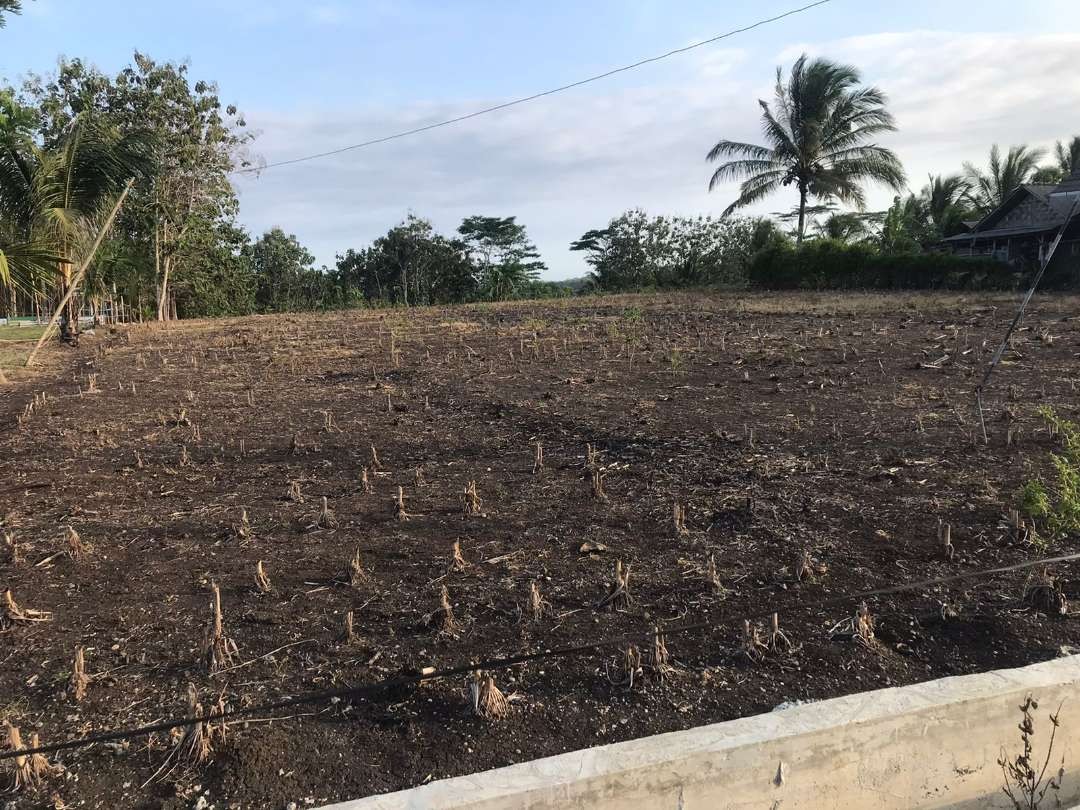 Sawah tadah hujan di Blitar Selatan. Petani mengandalkan air dari hujan untuk mengairi lahan mereka. (Foto: Choirul Anam/ Ngopibareng.id)