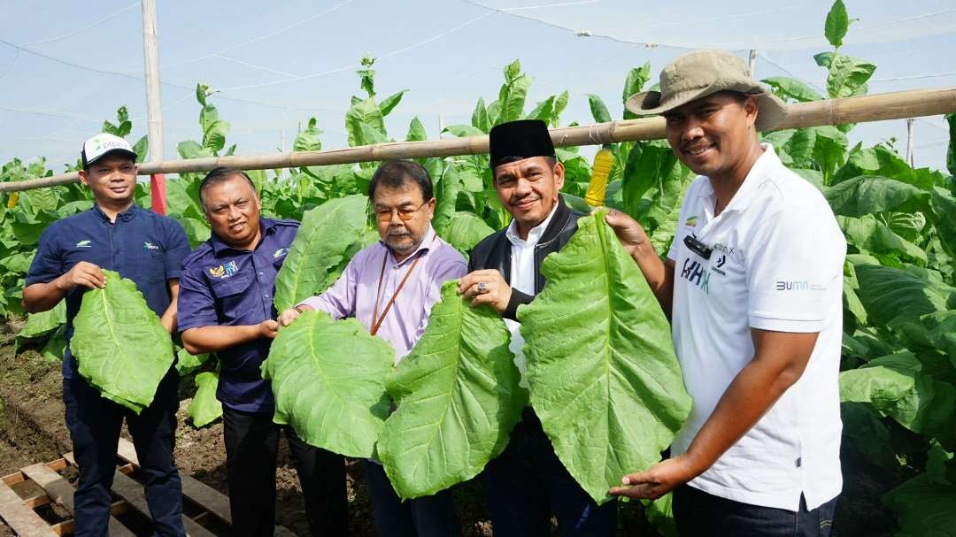 Direktur PTPN X, Tuhu Bangun panen tembakau pertama. (Foto: PTPN X)