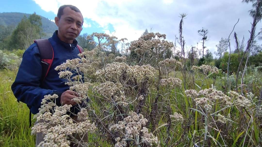 Bunga edelweis di kawasan kaki Gunung Rante, Banyuwangi (Foto: Muh Hujaini/Ngopibareng.id)