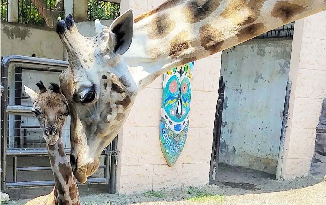 Bayi jerapah bernama Akbar lahir di Maharani Zoo dan Goa Lamongan, Jawa Timur. (Foto: Instagram)