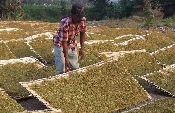 Petani di Kabupaten Probolinggo sedang menjemur tembakau rajangan. (Foto: Ikhsan Mahmudi/Ngopibareng.id)