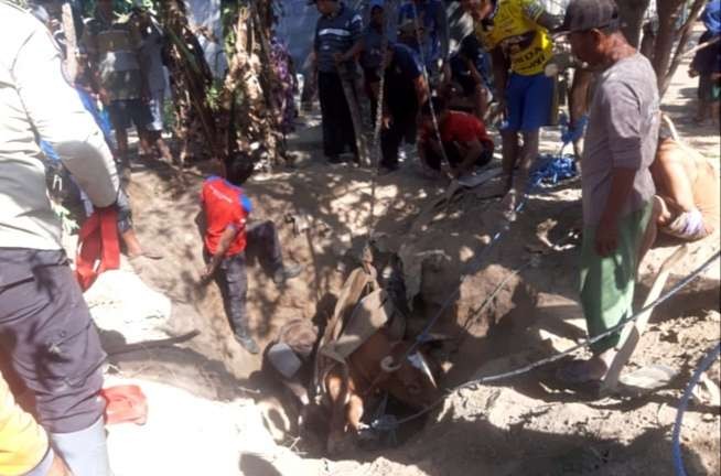 Anggota Damkar dan BPBD Situbondo dibantu warga mengevakuasi sapi betina limousin terjatuh ke dalam septic tank.(Foto: BPBD Situbondo)