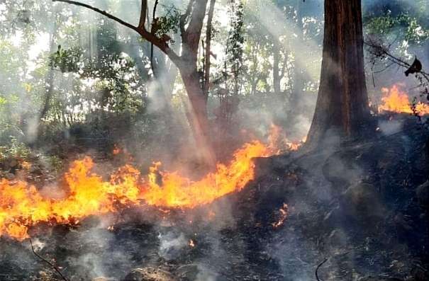 Lokasi Petak 35 hutan jati seluas 1,5 hektare di Kecamatan Bungatan Situbondo terbakar. (Foto: BPBD Situbondo)