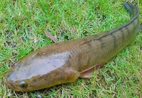 Ikan gabus, ikan berlendir yang hidup di air tawar yang kini tengah dibudidayakan dengan teknologi perikanan oleh pemerintah. (Foto: dok. gizi.unida.gontor)