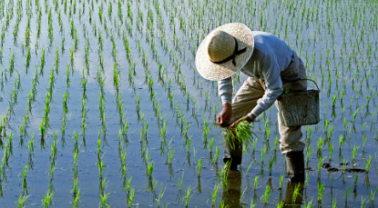 Pemerintah Kabupaten Bogor mengambil langkah tersebut, sebagai antisipasi bila terjadi gagal panen. Petani akan mendapat ganti rugi Rp6 juta per hektar. (Foto: unsplash)