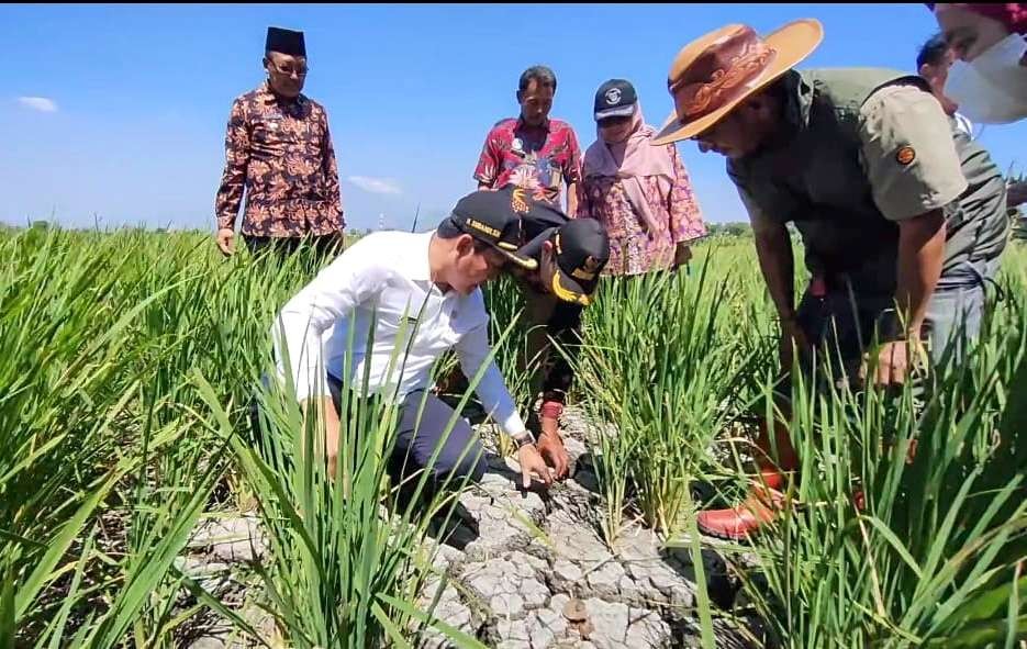 Wakil Bupati (Wabup) Subandi memantau sawah kering di Sidoarjo. (Foto: Aini Arifin/Ngopibareng.id)