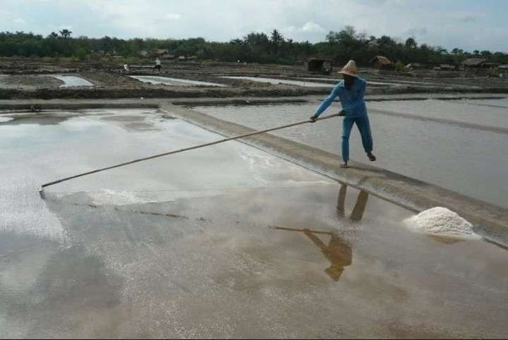 Petani di Kabupaten Probolinggo sedang memanen garam. (Foto: Ikhsan Mahmudi/Ngopibareng.id)