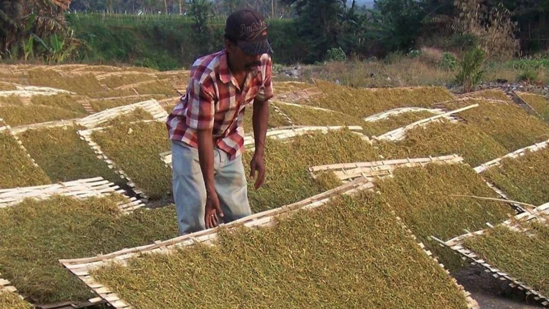 Petani di Kabupaten Probolinggo sedang menjemur tembakau rajangan. Mereka khawatir dengan masuknya tembakau dari luar daerah. (Foto: Ikhsan Mahmudi/Ngopibareng.id)