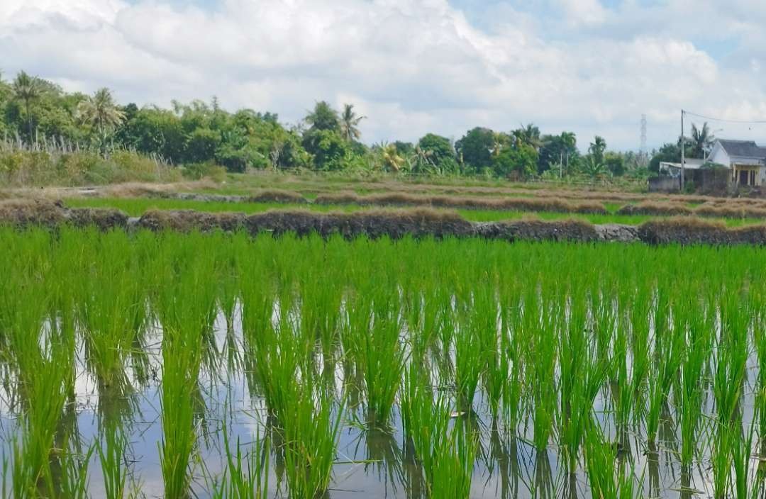 Salah satu lahan pertanian di Banyuwangi (Foto: Muh Hujaini/Ngopibareng.id)