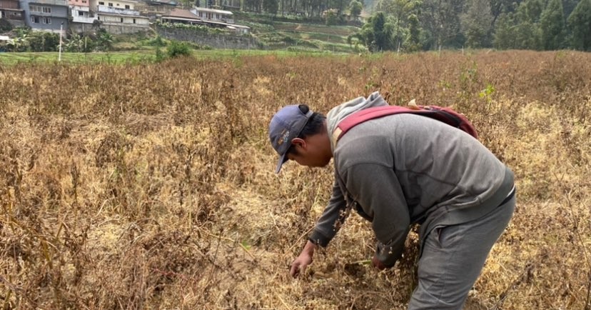 Kelompok Pemuda Tani Abinaya Milenial, Ramadani Ragil atau Ryan saat menggarap lahan kentang di Desa Sumberbrantas, Bumiaji, Kota Batu (Foto: Lalu Theo/Ngopibareng.id)