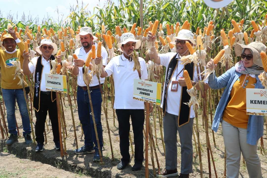 Demo plot jagung varietas baru, NK 212 S di Agrotechnopark Universitas Jember Jubung. (Foto: Dokumentasi Humas Unej)