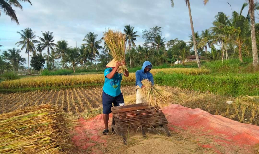 Petani di Jember saat panen padi. (Foto: Istimewa)