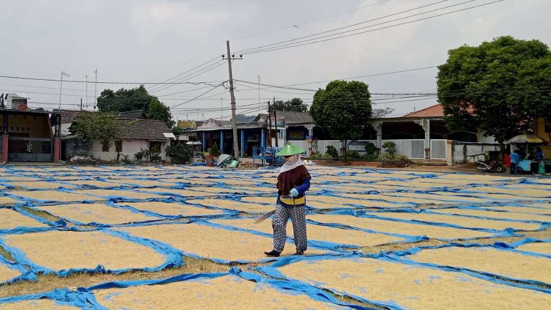 Tempat penjemuran gabah di Desa Leran Kulon, Kecamatan Palang, Kabupaten Tuban (Foto: Khoirul Huda/Ngopibareng.id)