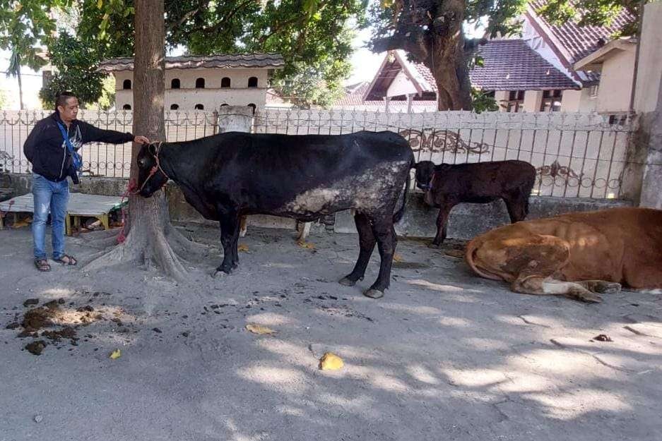 Di antara sapi-sapi yang diamankan dari dua terduga penadah dibawa ke Mapolres Probolinggo Kota. (Foto: Ikhsan Mahmudi/Ngopibareng.id)