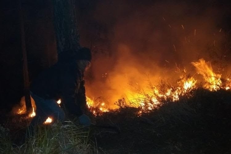 Karhutla yang terjadi di Gunung Arjuno (Foto: BPBD Kota Batu)