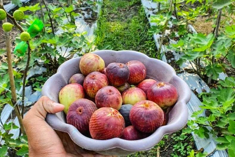 Buah tin di kebun Bagus Giarto, warga Krian Sidoarjo (Foto: Aini/Ngopibareng.id)