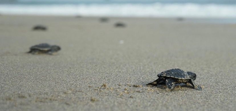 Pelepasan tukik atau bayi penyu di Pantai Bajulmati, Kecamatan Gedangan, Kabupaten Malang (Foto: Instagram/@BSCT_malang)