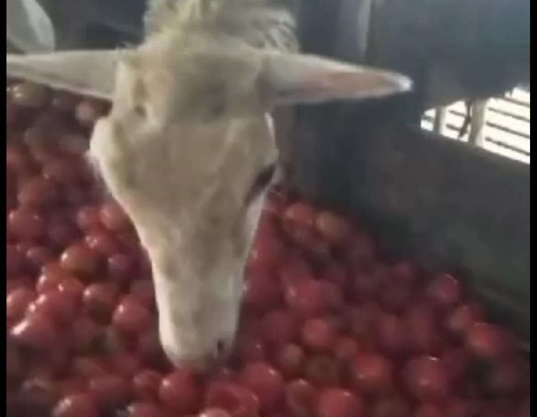 Petani memanen tomat untuk pakan hewan ternak. (Foto: Tangkap layar video)