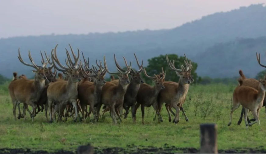 Objek wisata alam Taman Nasional Baluran di Situbondo ditutup untuk wisatawan, per Senin 25 September 2023. Kebakaran muncul di sekitar Bekol. (Foto: Ant)