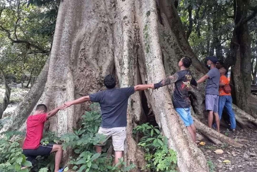 Pohon Winong berusia sekitar 100 tahun yang tumbuh di Sendang Dusun Grogolan, Desa Ngunut, Kecamatan Dander, Kabupaten Bojonegoro. (Foto: dok/ngopibareng)